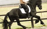 Jet-Black Friesian 5 Year Old Friesian Gelding .  on HorseYard.com.au (thumbnail)
