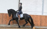 Good Mover Friesian Gelding. on HorseYard.com.au (thumbnail)