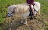 Quiet Shetland Pony on HorseYard.com.au (thumbnail)