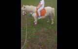 Quiet Shetland Pony on HorseYard.com.au (thumbnail)