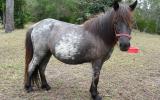 mini mare shetland blue roan mare on HorseYard.com.au (thumbnail)