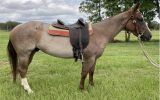 RED ROAN QUARTER HORSE GELDING - EXCELLENT QUIET RIDING HORSE on HorseYard.com.au (thumbnail)