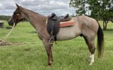 RED ROAN QUARTER HORSE GELDING - EXCELLENT QUIET RIDING HORSE on HorseYard.com.au (thumbnail)