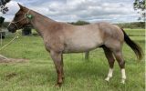 RED ROAN QUARTER HORSE GELDING - EXCELLENT QUIET RIDING HORSE on HorseYard.com.au (thumbnail)