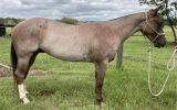 RED ROAN QUARTER HORSE GELDING - EXCELLENT QUIET RIDING HORSE on HorseYard.com.au (thumbnail)