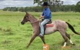 RED ROAN QUARTER HORSE GELDING - EXCELLENT QUIET RIDING HORSE on HorseYard.com.au (thumbnail)