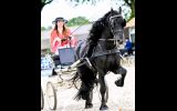 Olle 5 yr old Year Old Friesian Gelding .  on HorseYard.com.au (thumbnail)
