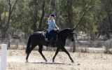 Stunning Black Andalusian x TB mare on HorseYard.com.au (thumbnail)