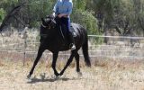 Stunning Black Andalusian x TB mare on HorseYard.com.au (thumbnail)