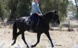 Stunning Black Andalusian x TB mare on HorseYard.com.au (thumbnail)