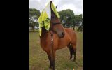 Parker - Tb x Rp on HorseYard.com.au (thumbnail)