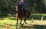 Horse for sale on HorseYard.com.au (thumbnail)