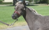 Miniature Horse Filly on HorseYard.com.au (thumbnail)