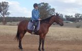 Ride and Drive horse on HorseYard.com.au (thumbnail)
