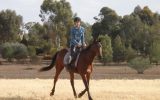 Ride and Drive horse on HorseYard.com.au (thumbnail)