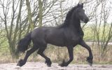 Boombproof friesian horse on HorseYard.com.au (thumbnail)