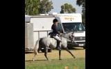 Show Hunter Pony on HorseYard.com.au (thumbnail)