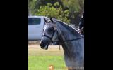 Show Hunter Pony on HorseYard.com.au (thumbnail)