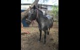 Beautiful Pony Mare on HorseYard.com.au (thumbnail)