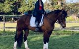 Lovely bay Clydie X QH mare on HorseYard.com.au (thumbnail)