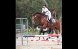 Lovely bay Clydie X QH mare on HorseYard.com.au (thumbnail)