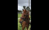 Sold - QHx Loads of Potential on HorseYard.com.au (thumbnail)