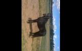 REG australian pony gelding on HorseYard.com.au (thumbnail)