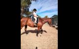 17 hand 7yr old  thoroughbred gelding on HorseYard.com.au (thumbnail)