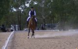 Shory Park Smack That - 16.2hh 12yo Unraced TB Gelding on HorseYard.com.au (thumbnail)