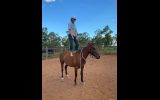 For Sale: WILLOW on HorseYard.com.au (thumbnail)