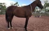For Sale: WILLOW on HorseYard.com.au (thumbnail)