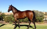 OTT 4 y/o mare  on HorseYard.com.au (thumbnail)