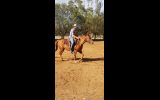 Chestnut QH mare on HorseYard.com.au (thumbnail)