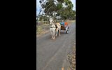 Welsh pony in harness on HorseYard.com.au (thumbnail)