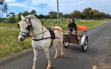 Welsh pony in harness on HorseYard.com.au (thumbnail)