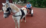 Welsh pony in harness on HorseYard.com.au (thumbnail)