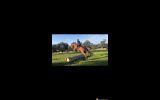 Potential Eventer 5YO TB on HorseYard.com.au (thumbnail)