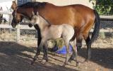 2015 Recycled Genetics filly on HorseYard.com.au (thumbnail)