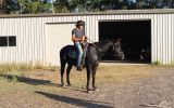 JET BLACK QUARTER HORSE CROSS GELDING on HorseYard.com.au (thumbnail)