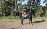 JET BLACK QUARTER HORSE CROSS GELDING on HorseYard.com.au (thumbnail)