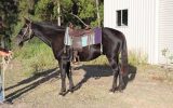 JET BLACK QUARTER HORSE CROSS GELDING on HorseYard.com.au (thumbnail)