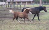 Outstanding Welsh A Yearling Gelding on HorseYard.com.au (thumbnail)