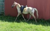 Palomino Appaloosa gelding on HorseYard.com.au (thumbnail)