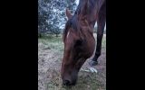 SMART GELDING WITH HUGE SCOPE  on HorseYard.com.au (thumbnail)