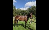 Solid Standardbred Gelding on HorseYard.com.au (thumbnail)