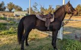 Stock horse QH X on HorseYard.com.au (thumbnail)