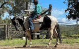 Buckskin Paint Colt  on HorseYard.com.au (thumbnail)