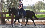 Gorgeous WB X Gelding been there done that!!  on HorseYard.com.au (thumbnail)