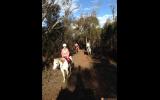 Forward moving Arabian Pony on HorseYard.com.au (thumbnail)