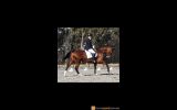 Rhapsody Hit on HorseYard.com.au (thumbnail)